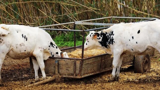 White and black cows on the farm eat hay from the feeder