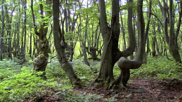 獅子ヶ鼻湿原あがりこの森