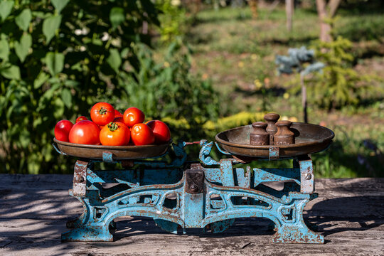 Vintage scales with fresh tomatoes in summer garden, closeup. Old blue mechanical scales weighing ripe red tomatoes with metal weights on wooden table outdoors, representing organic harvest