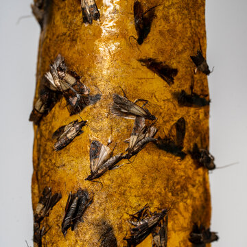Moths caught on sticky glue trap macro shot. Many food moths stuck to yellow adhesive trap tape closeup, showing household pest infestation and insect control solution