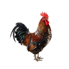rooster bird in PNG image isolated on transparent background. © png image