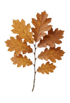Autumn Oak Leaves Branch Transparent Background