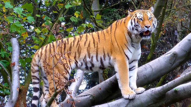 Majestic tiger perched on tree branches in a lush forest environment
