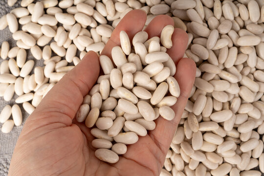 White kidney bean, dry cannellini beans pile
