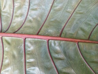 Textured Alocasia Leaf Vein Close-Up Detailed Tropical Plant Beauty Macro Shot © Mochamad