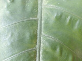 Textured Alocasia Leaf Vein Close-Up Detailed Tropical Plant Beauty Macro Shot © Mochamad