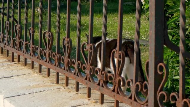 A black and white cat walks along a garden path, partially obscured by a decorative iron fence. The cat has distinct black patches and a white belly.