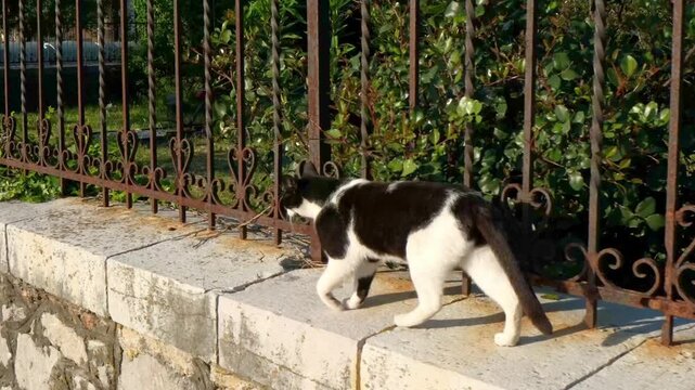 Black and white cat with distinct dark patches and a white belly walks playfully along a stone wall beside a metal fence outdoors.