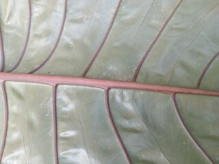 Textured Alocasia Leaf Vein Close-Up Detailed Tropical Plant Beauty Macro Shot © Mochamad