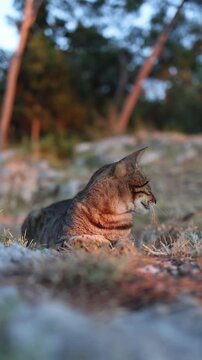 Vertical screen Blind tabby cat rests quietly in golden evening light showing resilience calm spirit and gentle beauty despite vision loss in a peaceful natural setting
