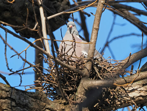 Wood Pigeon (Columba palumbus) on the nest in early spring