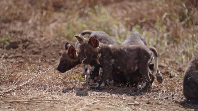 Tiny African wild dog puppies chewing some regurgitated meat provided by the adult dogs. Just outside their den in Kruger National Park.