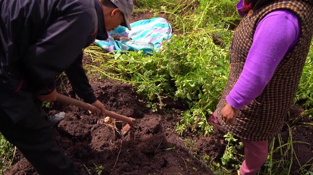 Peruvian farming couple harvesting fresh potatoes from soil