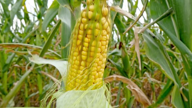 Close-up of corn cob with visible damage from caterpillars. The yellow kernels are partially eaten, surrounded by green husks in a cornfield.