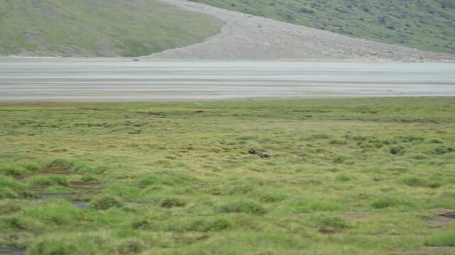 Wide lateral tracking shot following an Arctic fox in its brown summer coat as it travels right to left across the open, boulder-strewn tundra landscape.