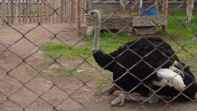 An ostrich sits down on the ground behind the fence inside its enclosure. Located in "Parque de las leyendas" Zoo in San Miguel district of Lima, Peru.