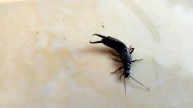 earwig insect
