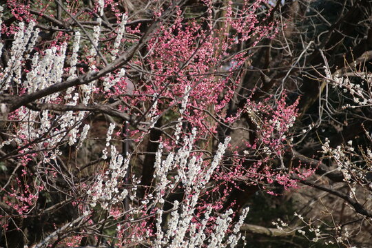 梅の花。砧公園の梅林。