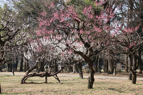 梅の花。砧公園の梅林。