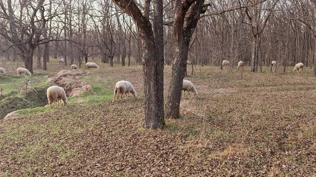 A serene landscape with several sheep grazing on a grassy area surrounded by trees. The ground is covered with fallen leaves, indicating autumn.
