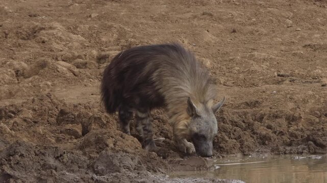 Brown hyena drinking at waterhole, Pilanesberg, South Africa