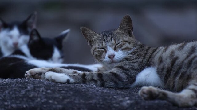 Cinematic shallow depth of field view of a group of sleepy street cats at Putuo Mountain during blue hour