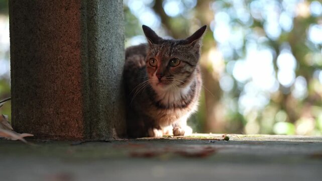 A frightened stray cat slowly walks out as it makes sure its safe