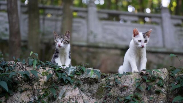 Two kittens standing on a boulder and looks around
