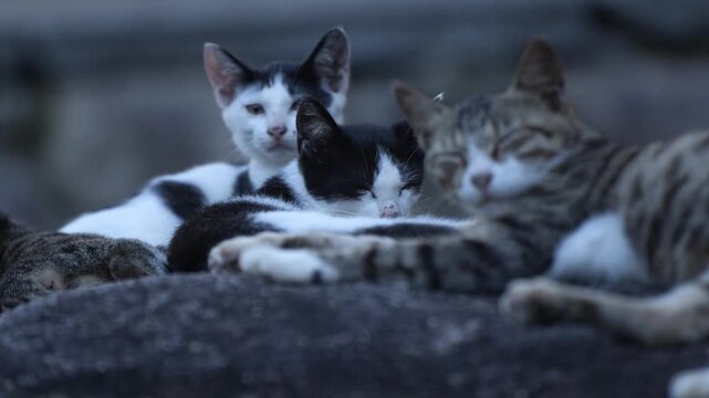 A group of cats sleeping with one looking at the camera