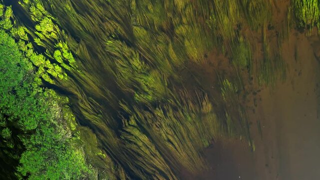 Top down drone view of dense green aquatic plants and water weeds swaying diagonally in strong river current over sandy brown riverbed, Wkra river, Mazovia, Poland, sunny daytime