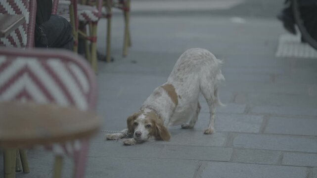 A spaniel dog lies on the pavement beside outdoor cafe tables on a quiet Parisian street.
