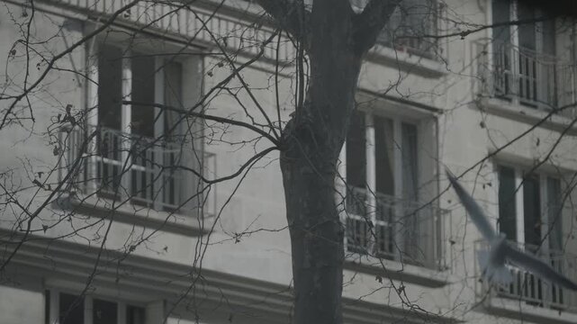 A Haussmann apartment building facade is seen through a tangle of bare winter tree branches in Paris.
