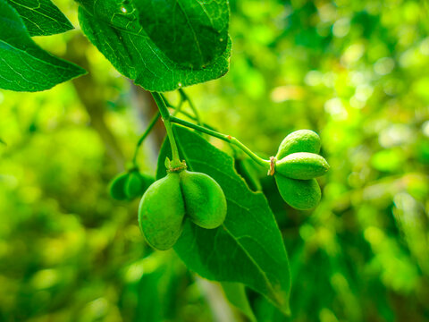 The still-green spindle trees (Euonymus europaeus) provide a beautiful natural backdrop. Taken in Tremosine.