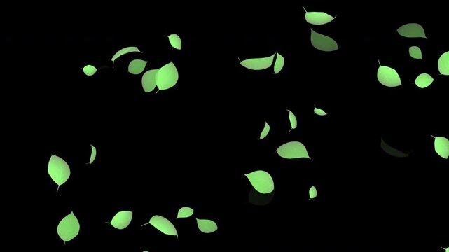 Blow down green leaves motion, flying green leaves animation on transparent background easy to use 4K footage.