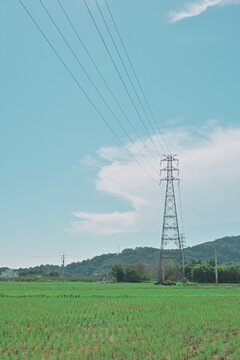 Rows of green Oryza sativa rice seedlings fill a paddy field beneath a high voltage transmission tower, forested hills beyond, Sanxing Township, Yilan.