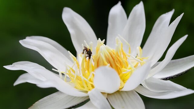 Macro close-up of a small stingless bee collecting pollen inside a white water lily flower in Thailand, slow motion