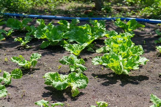 Young Green Vegetable Garden Patch In Maldives