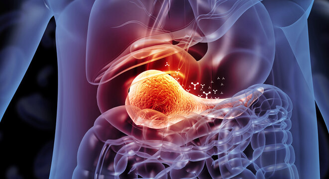 Human pancreas 3D anatomical illustration