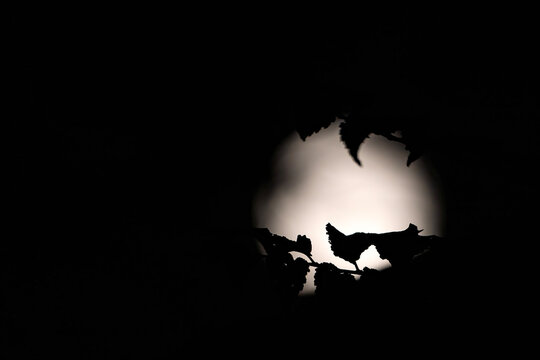 Silhouettes of old tree branches against the full moon on a dark night