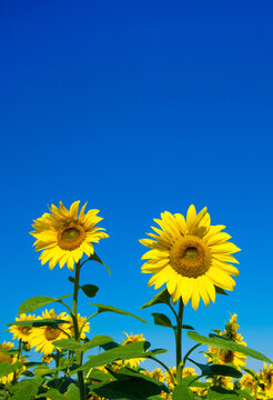 Sunflower field with cloudy blue sky