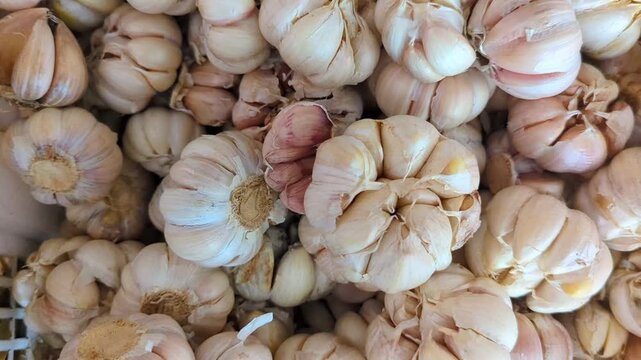 fresh garlic on market