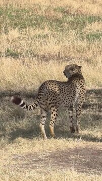 Cheetah in African Savanna