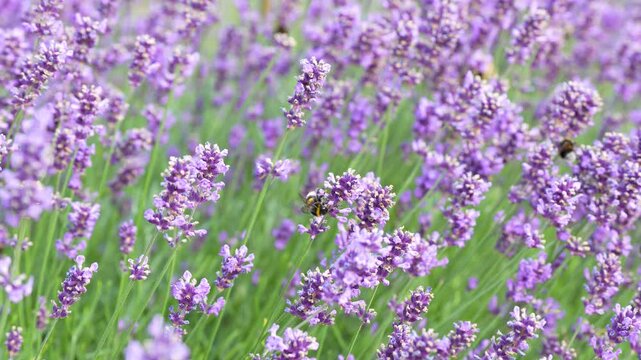 Swarm of bumblebee pollinating blooming lavender bush with small flowers in the garden. Bombus terrestris suck nectar from purple Lavandula flower in the meadow. Beneficial insects
