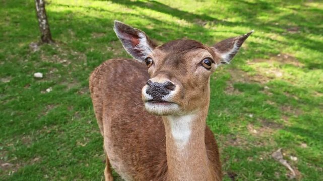 A young deer with light brown fur stands on a grassy lawn, looking directly at the camera with a curious expression. The roe deer is wagging its tail. Cute animals. Close-up portrait. 4k footage.