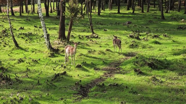 Young deers with light brown fur stand in sunny forest, looking directly at the camera with a curious expression. The roe deer is freeze. Cute animals. Wildlife scene. High quality 4k footage.