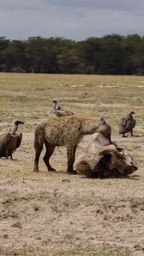 A spotted hyena feeds on an animal carcass together with several vultures on the African savannah.