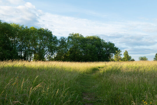 Sommerwiese mit B&auml;umen