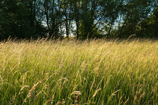 Sommerwiese mit B&auml;umen