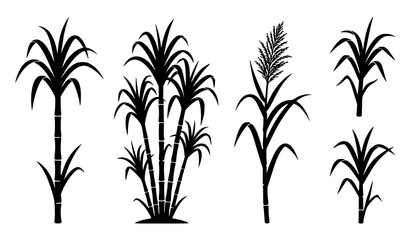 Fototapeta premium Sugarcane Silhouette Set Vector Illustration, Black Icon Collection of Sugar Cane Plants Isolated on White Background