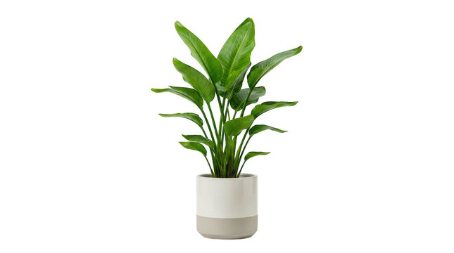 Green houseplant with long leaves in a modern ceramic flower pot isolated on transparent background